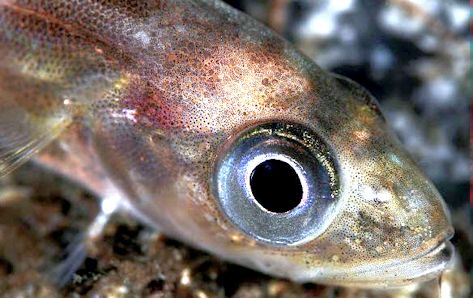 Trisopterus esmarkii_00002